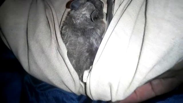 23.08.2017 Летучая мышь залетела в дом часть 1 из 2 смотреть онлайн