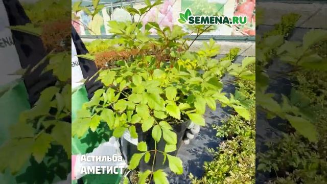 Астильба Аметист смотреть онлайн