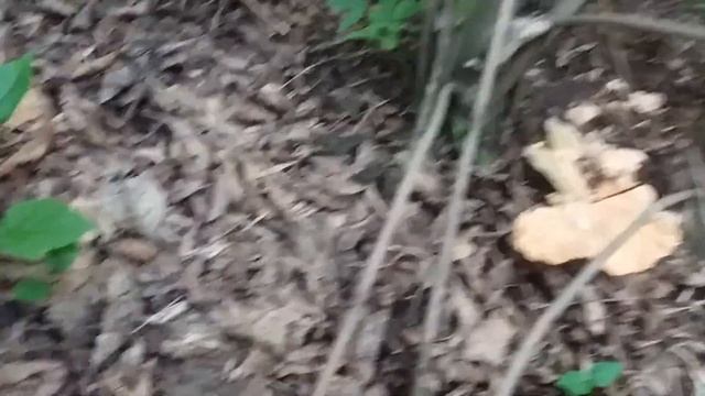 Ура! Моя мечта сбылась!!!! Я нашла море ТСЖ и других грибов. смотреть онлайн