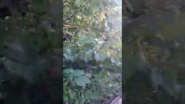 Слива Озарк Прем;єр плодоношення........ смотреть онлайн