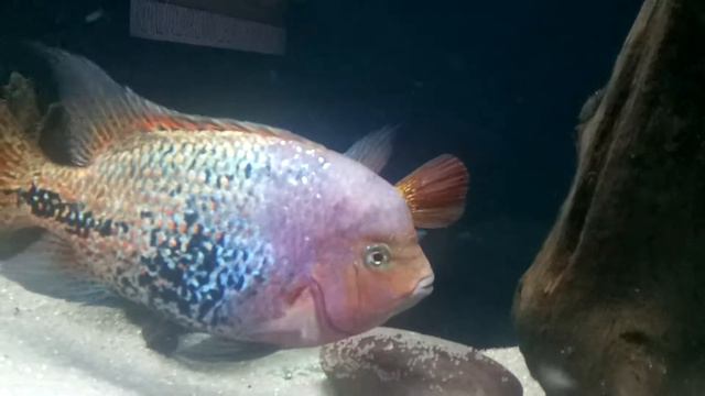 Нерест Вьеха радужная смотреть онлайн