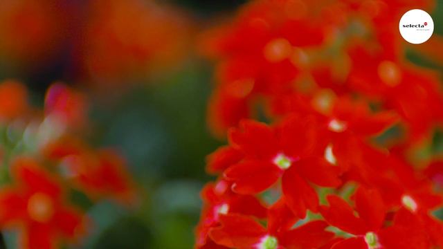 Verbena Mr. LavaLava® смотреть онлайн