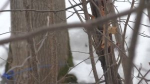 Как отличить зимой клен от дуба, липы и других деревьев. Как выглядит остролистный клен зимой.