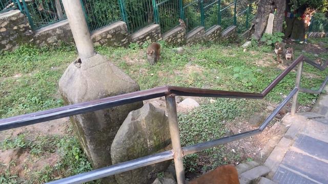 🔴 Королева обезьян на буддийской ступе Сваямбунат в столице Непала городе Катманду смотреть онлайн