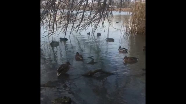 Водоплавающие и летающие птицы.Старая Кубань. Пляж смотреть онлайн