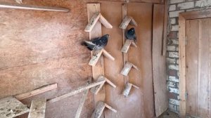 Николаевские голуби. Самарская обл. ПРОДАЖА тел. 8 (963) 914-84-16   Валерий