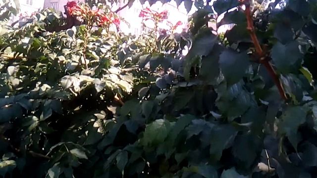 Живой Забор с Красивыми Красными Цветами смотреть онлайн