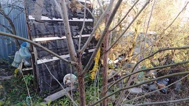 Хурма виргинская в открытом грунте. обзор состояния на конец октября. смотреть онлайн