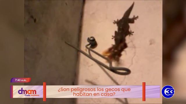 #DeMujerAMujer | ¿Son peligrosos los geckos que habitan en casa? смотреть онлайн