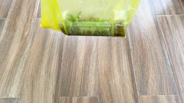 Propagate plants from leaves Unique. Medicinal plants for burns "Crassulaceae" смотреть онлайн