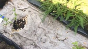 Подкисляю голубику коллоидной серой