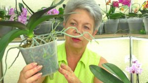 Как долго Орхидеи ЖИВУТ В КЕРАМЗИТЕ ??? Пересадка из керамзита в керамзит. Когда? И зачем?