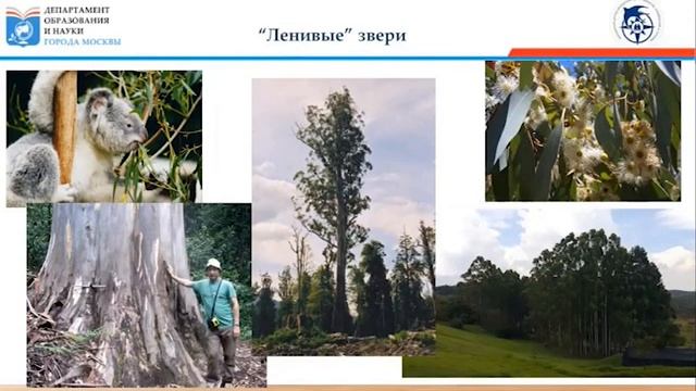Онлайн-лекция «Ленивые звери» смотреть онлайн