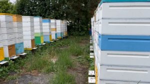 Шестирамочники в работе