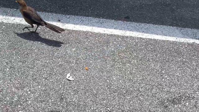 Стоит ли ехать в Майами - наш отзыв о Майами бич | Едем на западное побережье Флориды - город Тампа