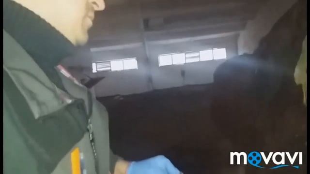 Бородавчатый саркоид у лошади смотреть онлайн