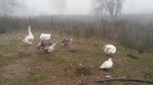 Кормление гусей Холмогоров.  Норма питания.  Мой опыт.