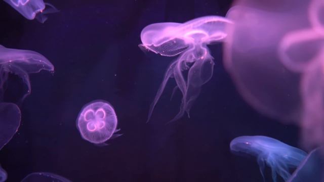 Neon Jellyfish Aquarium ~ Relaxing Music for Sleep, Study, Meditation & Yoga • Screensaver • 6 HOUR смотреть онлайн
