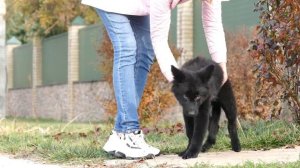 Длинношерстная черная немецкая овчарка. КСУ