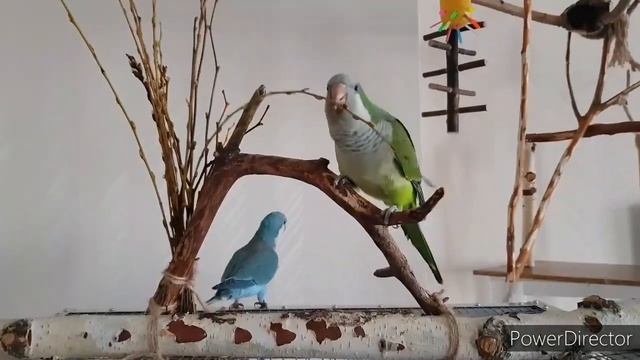 ЧТО? УЧИМ ПОПУГАЯ ГОВОРИТЬ. УРОК ДЛЯ ПОПУГАЯ. смотреть онлайн