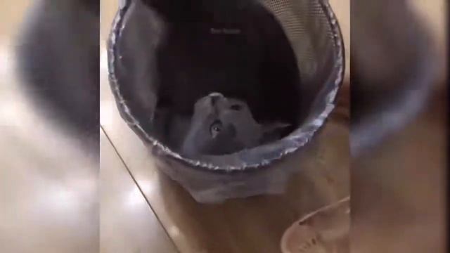 ANGRY CATS - FUNNY CATS - DONT TRY HOLD BACK LAUGHTER смотреть онлайн