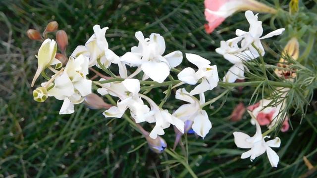 Natural beauty ,Flower garden in england смотреть онлайн