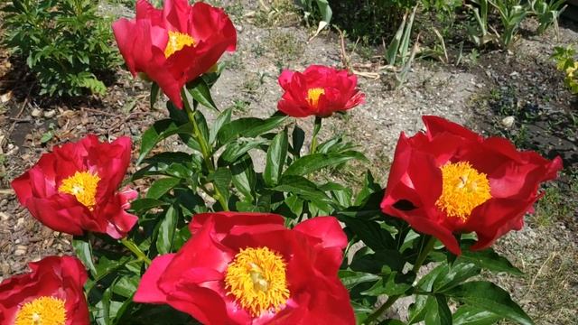 Пион America. Самый яркий пион в нашем саду.