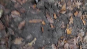 Бесплатный самоподсекатель для рыбалки