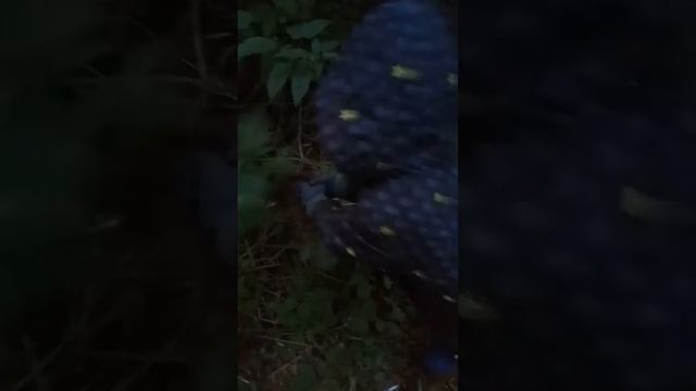 Пробивается в дебрях через крапиву 22 августа 2020 г. смотреть онлайн