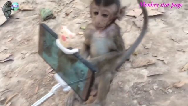 Обезьяна научилась пользоваться телефон смотреть онлайн