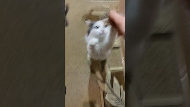 Как моя кошка любит траву смотреть онлайн