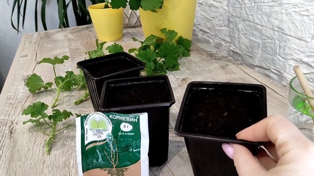 Ошибки и секреты черенкования королевской пеларгонии смотреть онлайн