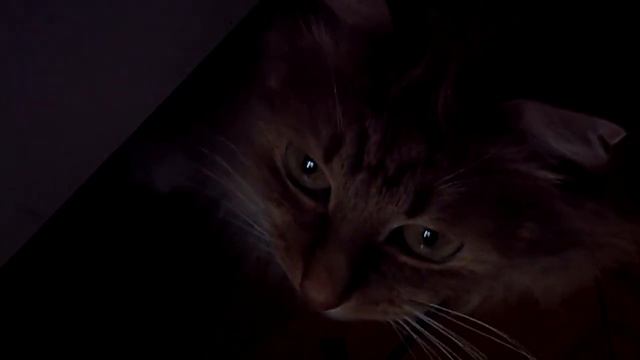 Говорящая кошка смотреть онлайн