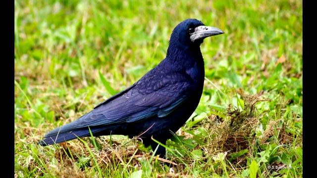 Пение птиц - Грач смотреть онлайн