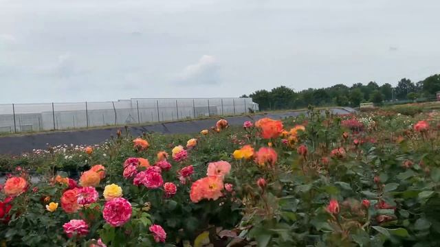 Съемки из Германии питомник роз Кордес всемирноизвестный. Сад для представления роз смотреть онлайн