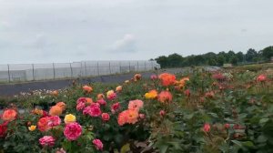 Съемки из Германии питомник роз Кордес всемирноизвестный. Сад для представления роз