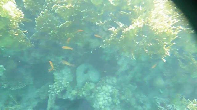 Кораллы Красного моря на пляже Акаба, Иордания смотреть онлайн