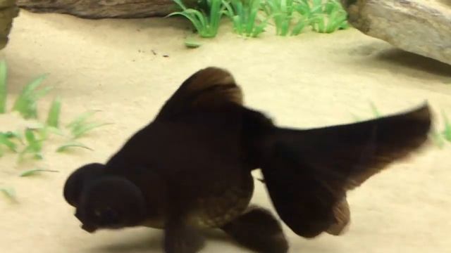 Золотая рыбка в аквариуме салона "Аква Лого на Тропарёво" смотреть онлайн