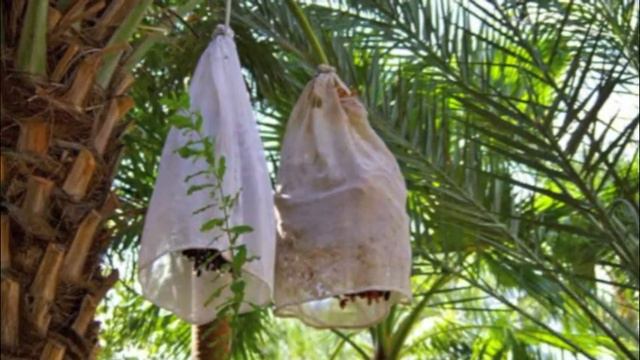 St Anthony's Greek Orthodox Monastery смотреть онлайн
