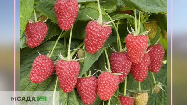 МАЛИНА КРАСНАЯ БРУСВЯНА ВСЕ О СОРТЕ