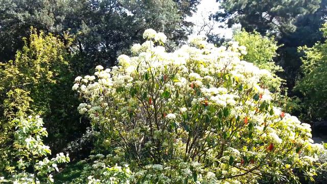 Ялта. Никитский ботанический сад