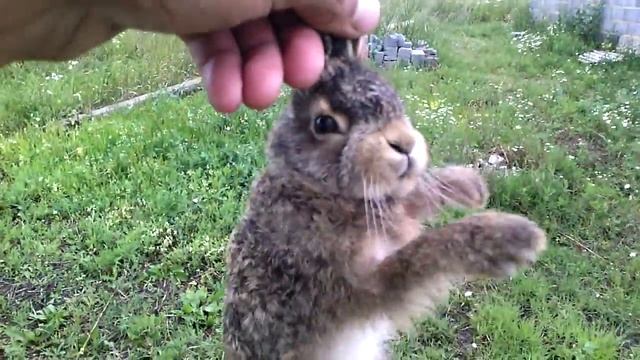 Заяц он и в Африке заяц смотреть онлайн