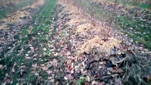 голубика. сидераты. междурядья 3 метра. смотреть онлайн