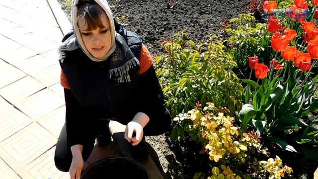 Хлороз. Как лечить хлороз у роз. Болезни роз. Подкормка розы. смотреть онлайн