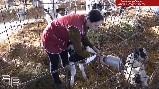 Лучшие животноводы района