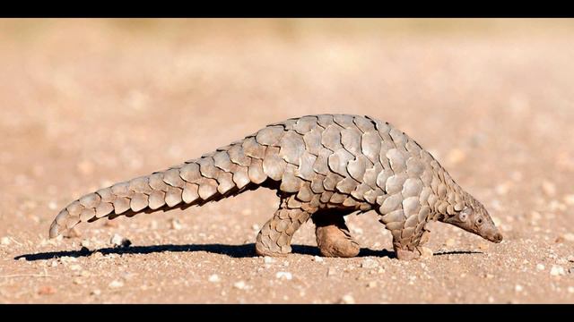 самые страные животные нашей земли смотреть онлайн