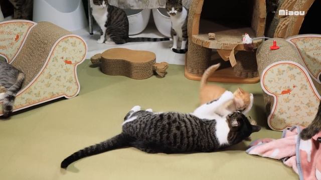 テンション高く友達になろう！と向かっていったら、まだ早いと怒られた【瀬戸のミエル日記】 смотреть онлайн
