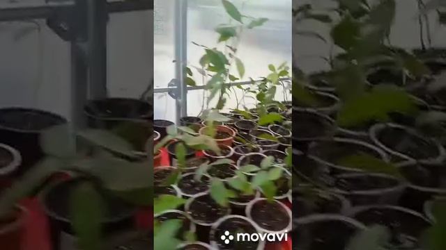 Разновидность Лавра и его целительные свойства против COVID смотреть онлайн