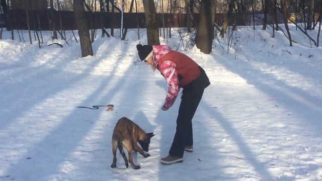 Обучение щенка. Круг и раунд. смотреть онлайн