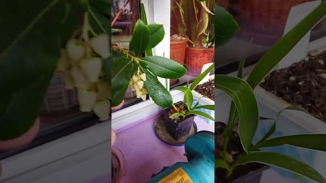 Arbutus unedo 'Atlantic' 22.10.22 смотреть онлайн